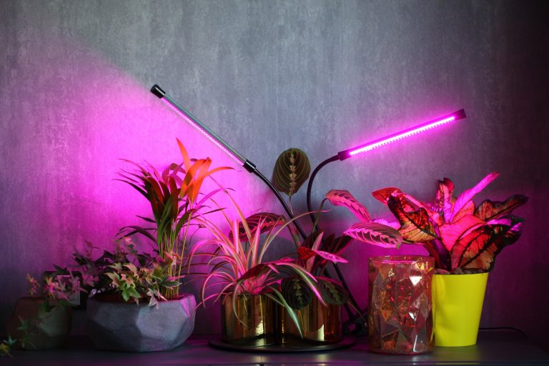 Top 10 Best Grow Lights 2024