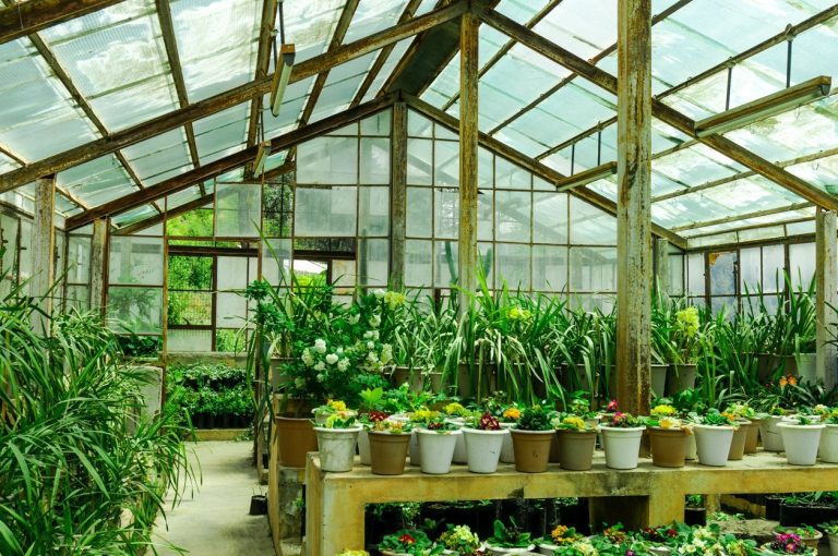 Top 10 Best Greenhouses 2024