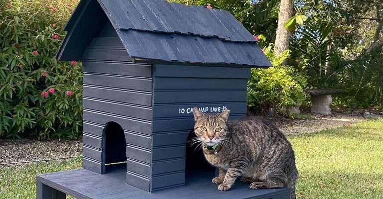 Top 10 Best Cat Houses 2024