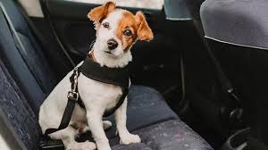 Top 10 Best Dog Seat Belts 2024